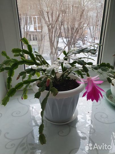 Декабрист цветущий