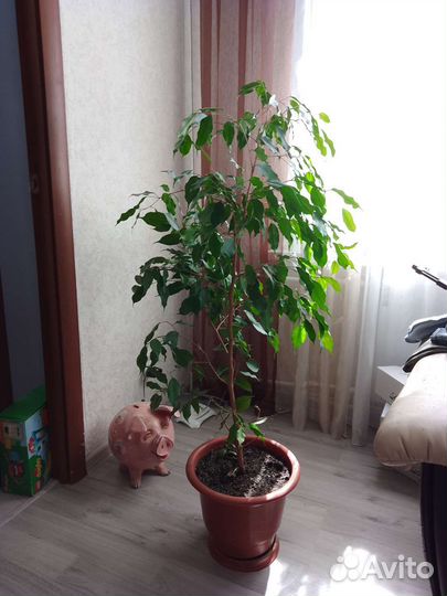 Бенджамина