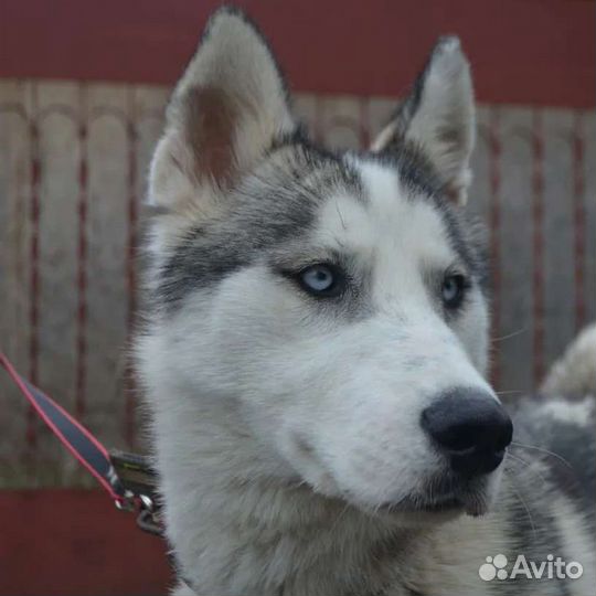 Собаки бесплатно хаски
