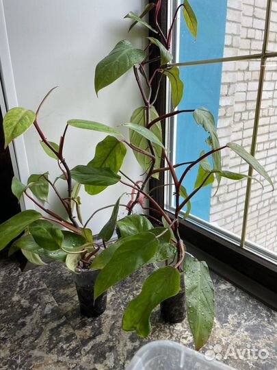 Филодендрон медуза