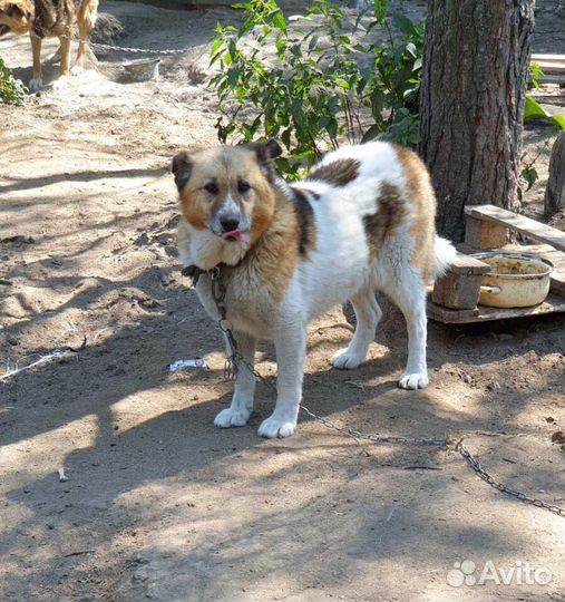 Красавица приюта