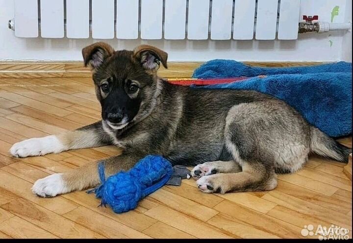 Крупный щенок Бесплатно
