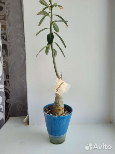 Сеянец прививка