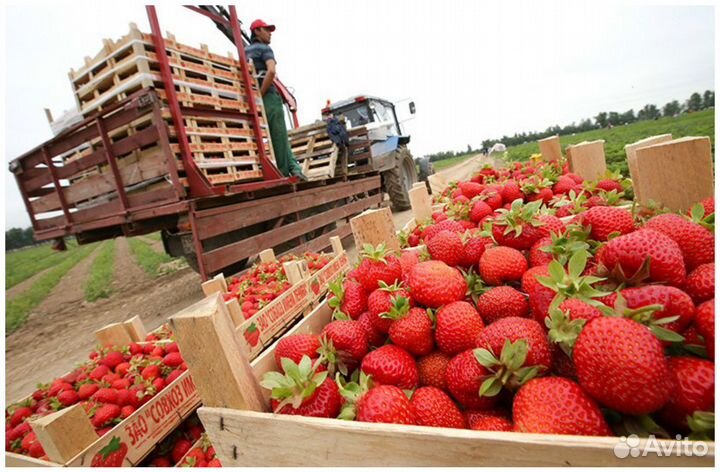 Работа по сбору клубники (с ежедневной оплатой)