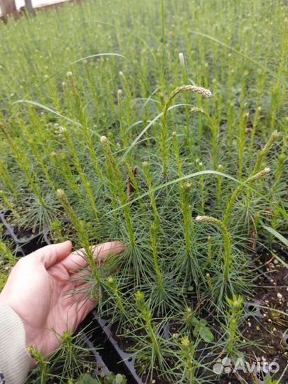 Сеянцы ели зкс опт