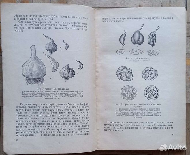 Чеснок культурный. А. В. Кузнецов. 1954 год