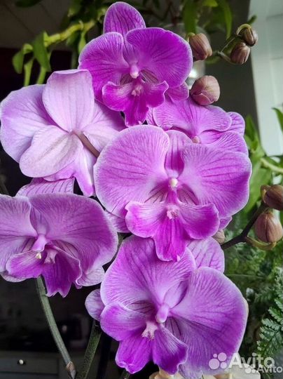Орхидея фаленопсис биглип