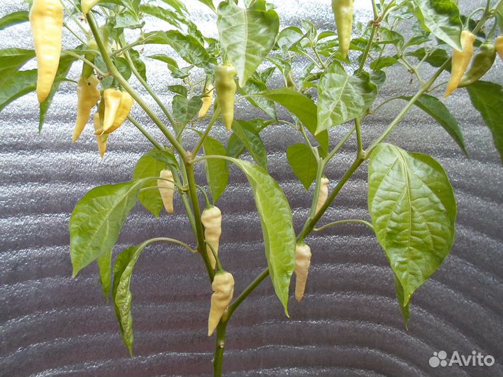 Fatalii White (Семена)