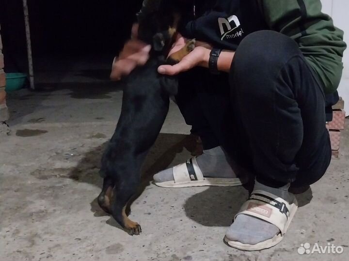 Щенки добермана