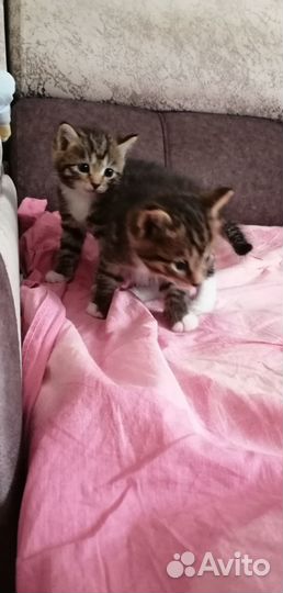 Отдам котят