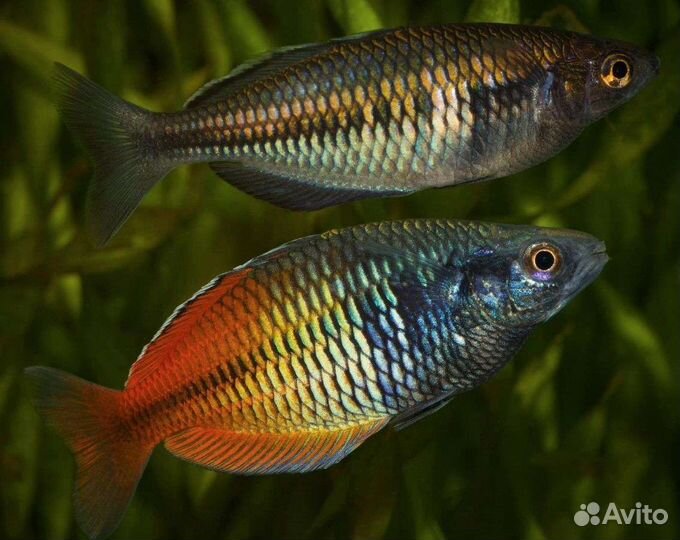 Аквариумные рыбки и растения