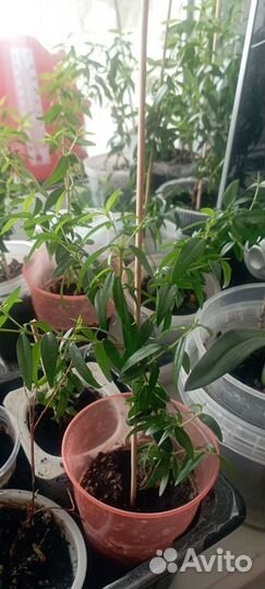 Мирт черенки гранат нано