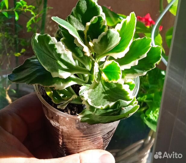 Каланхоэ пестролистный