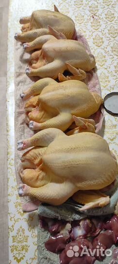 Домашние куры бройлеры