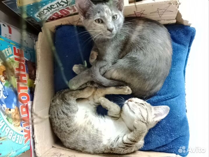 Котята в добрые руки