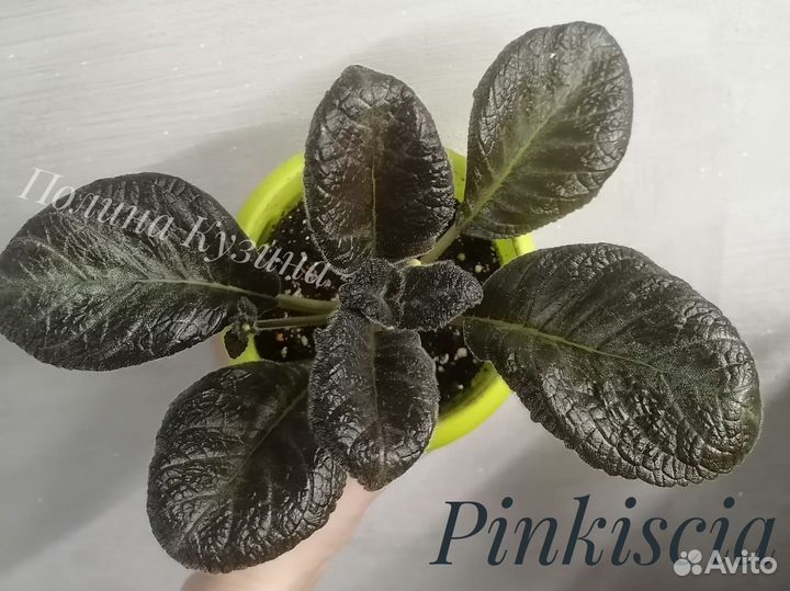 Сортовые эписции