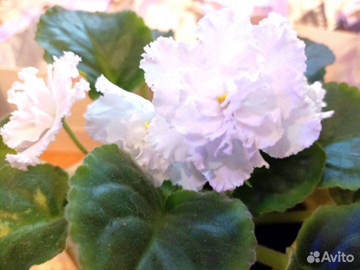 Фиалка сортовая белая блестит перламутром