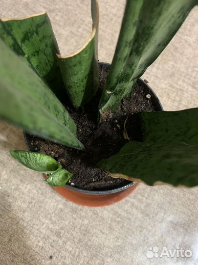 Сансевиерия мини, комнатные цветы