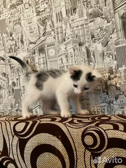Котята