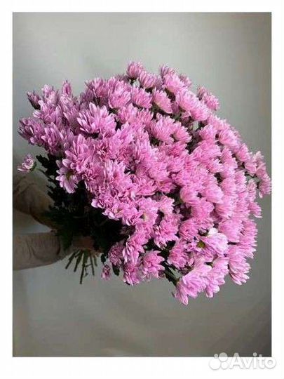 Хризантемы кустовые