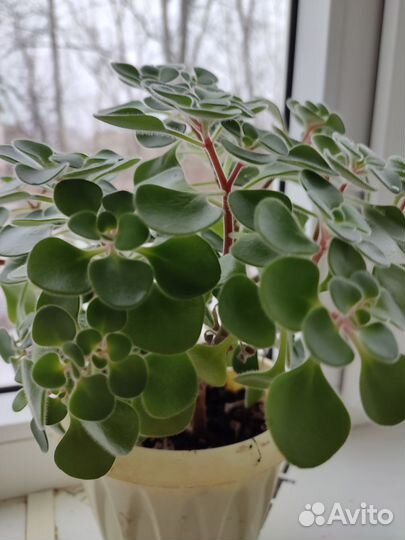 Толстянка вариегатная