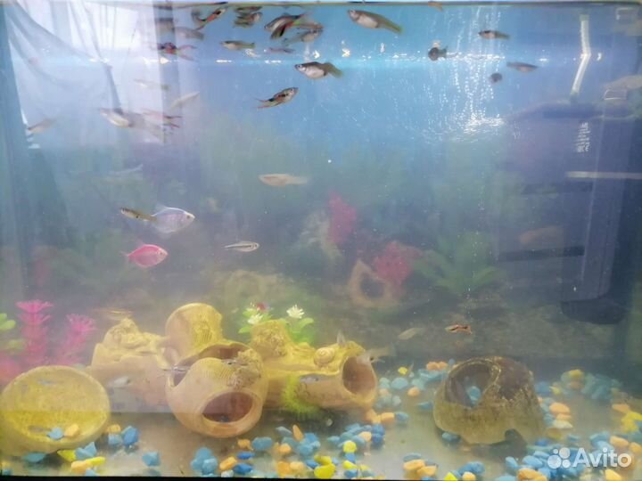 Аквариум с рыбками и аксессуарами