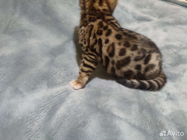 Бенгальские котята