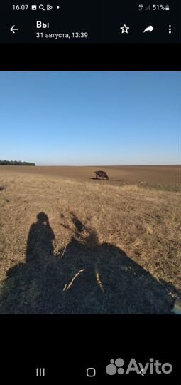 Корова высокоудойная