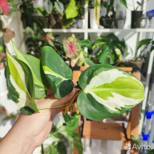 Комнатные растения