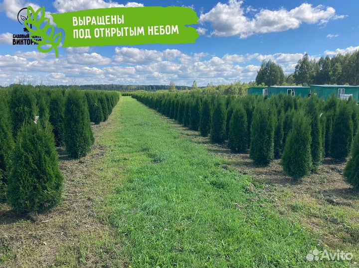 Саженцы Туя Смарагд 180-200 см доставка