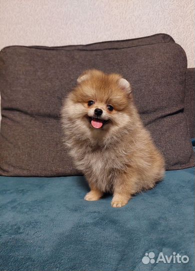 Померанский шпиц медвежьего типа