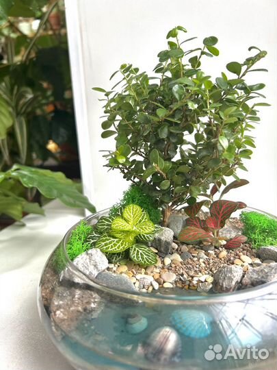 Флорариум с бонсай