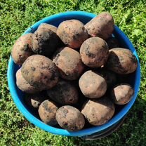 Картофель