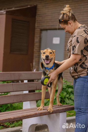 Собака полностью готова жить в квартире