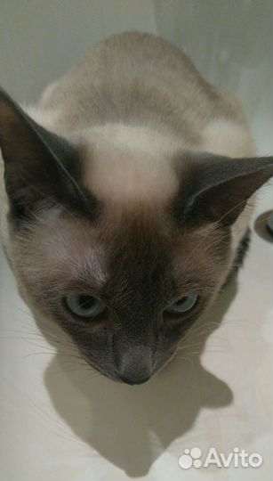 Кот тайский (сиамский) для вязки
