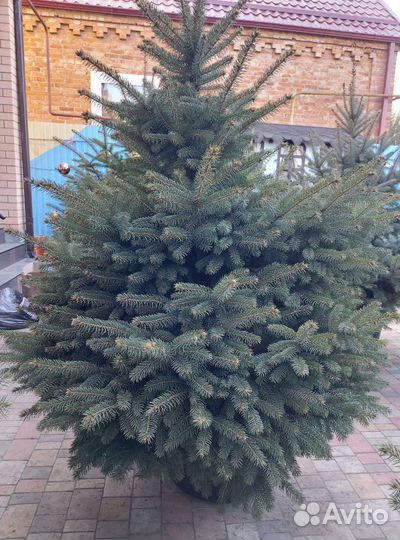 Ель 0.8м