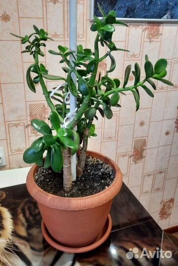 Толстянка - денежное дерево