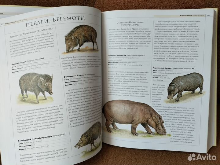 Энциклопедии