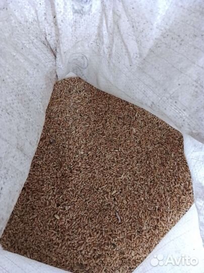 Зерно,зерно фураж