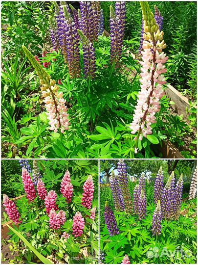 Саженцы люпин