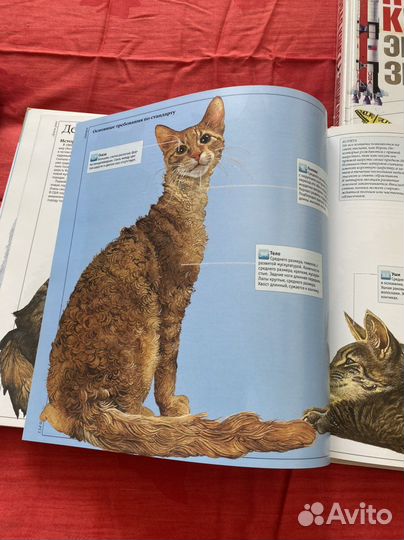 Энциклопедия о кошках. аст 2014 год