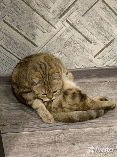 Отдам кошку 1 год в хорошие руки