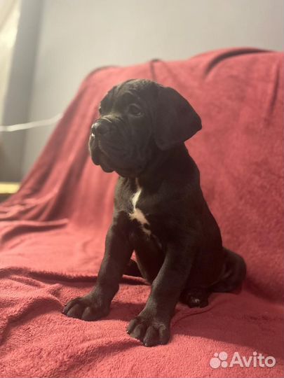 Домашние животные собаки