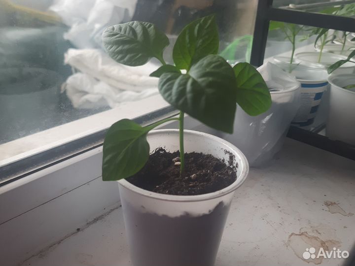 Рассада перца сладкого