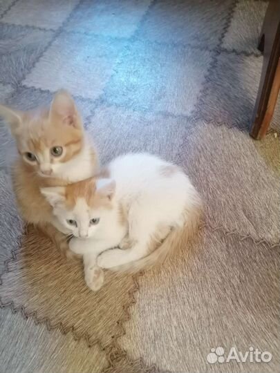 Котята сибирской кошки