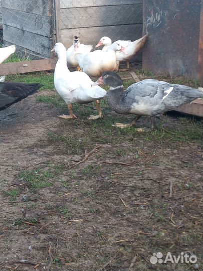 Индоутки,петухи