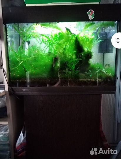 Аквариум