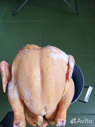 Домашка бройлеры тушки мясо