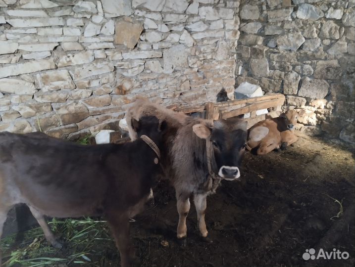 Корова дойная