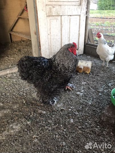 Петухи брамы